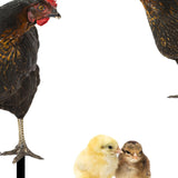 Maxbell 4Pcs Chicken Animal Statue Stakes Sign Chicken Garden Statue for Porch Patio