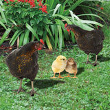 Maxbell 4Pcs Chicken Animal Statue Stakes Sign Chicken Garden Statue for Porch Patio
