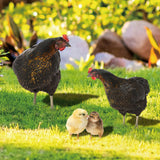 Maxbell 4Pcs Chicken Animal Statue Stakes Sign Chicken Garden Statue for Porch Patio