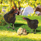 Maxbell 4Pcs Chicken Animal Statue Stakes Sign Chicken Garden Statue for Porch Patio