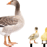 Maxbell 5Pcs Duck Animal Statue Stakes Acrylic Garden Stakes for Backyard Yard Decor