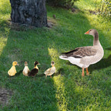 Maxbell 5Pcs Duck Animal Statue Stakes Acrylic Garden Stakes for Backyard Yard Decor