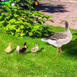 Maxbell 5Pcs Duck Animal Statue Stakes Acrylic Garden Stakes for Backyard Yard Decor