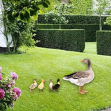 Maxbell 5Pcs Duck Animal Statue Stakes Acrylic Garden Stakes for Backyard Yard Decor