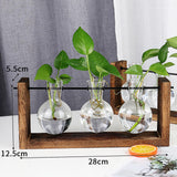 Maxbell Terrarium Glass Planter with Wooden Stand Wall Mountable for Tabletop Office