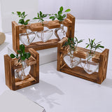 Maxbell Hydroponic Vase Planter Tabletop Glass Vase for Bookshelf Living Room Office 1 Glass Vase