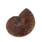 Max Natural Conch Snail Ammonite Stone DIY Crafts Jewelry Making