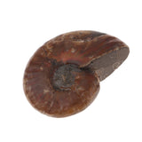 Max Natural Conch Snail Ammonite Stone DIY Crafts Jewelry Making