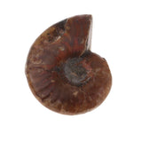 Max Natural Conch Snail Ammonite Stone DIY Crafts Jewelry Making