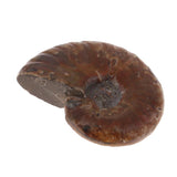 Max Natural Conch Snail Ammonite Stone DIY Crafts Jewelry Making