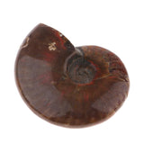 Max Natural Conch Snail Ammonite Specimens for DIY Jewelry Making