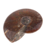 Max Natural Conch Snail Ammonite Specimens for DIY Jewelry Making