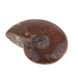 Max Natural Conch Snail Ammonite Specimens for DIY Jewelry Making