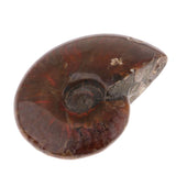 Max Natural Conch Snail Ammonite Specimens for DIY Jewelry Making