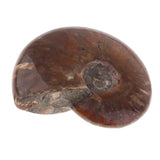 Max Natural Conch Snail Ammonite Specimens for DIY Jewelry Making