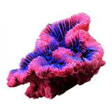 Maxbell Aquarium Mini Artificial Resin Coral Underwater Ornament Fish Tank Decor