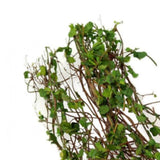 Maxbell Miniature Model Vine Scene Simulated Model of DIY Miniature Scene Material