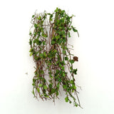 Maxbell Miniature Model Vine Scene Simulated Model of DIY Miniature Scene Material