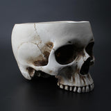 Maxbell Modern Resin Skull Head Flower Pot Planter Container for Home Garden Decor