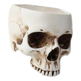 Maxbell Modern Resin Skull Head Flower Pot Planter Container for Home Garden Decor