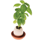 DIY Bonsai Potted Plant Desktop Gardening Planting Green Basil