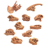 Maxbell Dinosaur Skull Model Simulated Fossil Home Decor Decrative Teaching Prop light brown