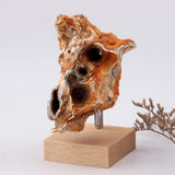 Maxbell Crystal Mineral Display Holder Organizer Wood Base Unique Multipurpose