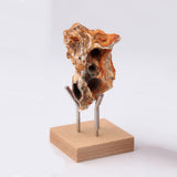 Maxbell Display Stand Base Holder Ball Stand Wood Base for Office Collectibles Decor