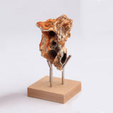 Maxbell Display Stand Base Holder Ball Stand Wood Base for Office Collectibles Decor