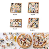 Maxbell Deluxe Rock and Mineral Collection Discovery Treasure for Ages 4 + Decors style A