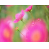 Maxbell 77mm Digital Camera Soft Focus Lens Special Effect Portrait Softener Diffuser Filters