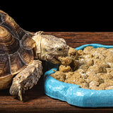 Maxbell Reptile Tortoise Gecko Feeding Bowl Food Water Resin Dish Bowl Brown S