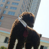 Maxbell Adjustable Pet Dog Cat Necktie Collar Stripe Bow Tie Grooming Costume Red Black