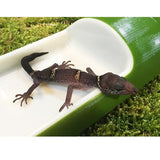 Maxbell Reptile Feeding Bowl Food Water Basin Dish Bowl for Vivarium Turtle Gecko S
