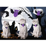 Maxbell 2Pcs Pet Bowtie Dog Cat Adjustable Bow Tie Neck Tie Pet Costume Collar Bat