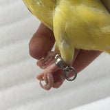 Maxbell Pet Bird Leash Parrot Foot Chain Stainless Steel Training Anklet Ring 12