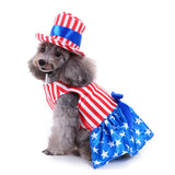 Maxbell Pet Dog Cat American Flag Party Female Suit Costume Fancy Dress Outfit S
