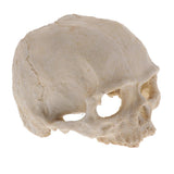 Max Aquarium Decorative Resin Skull Crawler Dragon Lizards Fish Tank Decoration 5