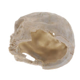 Max Aquarium Decorative Resin Skull Crawler Dragon Lizards Fish Tank Decoration 5