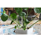 Maxbell 5 Pcs Transparent Acrylic Thickened Elbow Tube for Aquarium 1x15cm