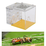 Maxbell Ant House Nest Insect Cage Farm Feeding Moisture Plastic Display Square Box