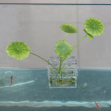 Maxbell Aquarium Fish Tank Plants Decoration Water Grass Planter