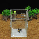 Maxbell Small Reptiles Feed Box For Mantis, Centipede, Spider, etc L
