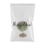 Max Succulent Plant with Resin Base Reptile Terrarium Vivarium Ornament 2