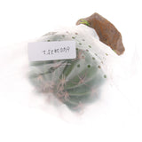 Max Succulent Plant with Resin Base Reptile Terrarium Vivarium Ornament 2