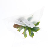 Max Succulent Plant with Resin Base Reptile Terrarium Vivarium Ornament 5