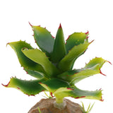 Max Succulent Plant with Resin Base Reptile Terrarium Vivarium Ornament 5