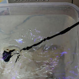 Maxbell Adjustable Handle Length Aquarium Fish Tank Brush Cleaner 1 Set