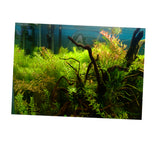 Max Aquarium Background Poster Fish Tank Wallpaper Sticker Underwater Decor L