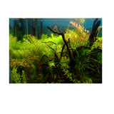 Max Aquarium Background Poster Fish Tank Wallpaper Sticker Underwater Decor L